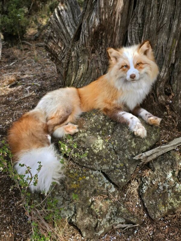 WhatsApp Image 2026-06-05 at 4.48.30 PM (1) Red Fox Taxidermy Mount – Standing Pose by Tree