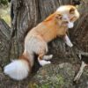 WhatsApp Image 2026-06-05 at 4.48.30 PM Red Fox Taxidermy Mount – Standing Pose by Tree