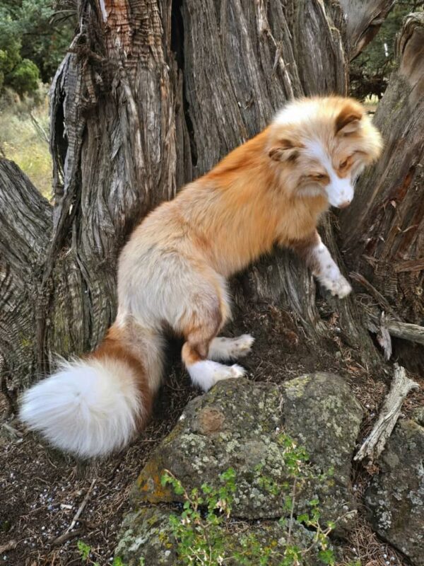 WhatsApp Image 2026-06-05 at 4.48.30 PM Red Fox Taxidermy Mount – Standing Pose by Tree