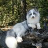 Arctic Fox Taxidermy Mount – Lying Pose on Log