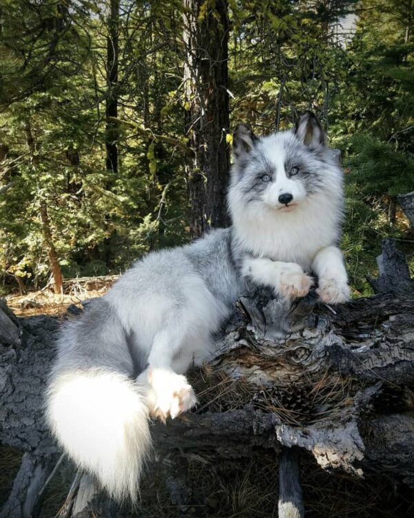 Arctic Fox Taxidermy Mount – Lying Pose on Log