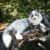 Arctic Fox Taxidermy Mount – Lying Pose on Log