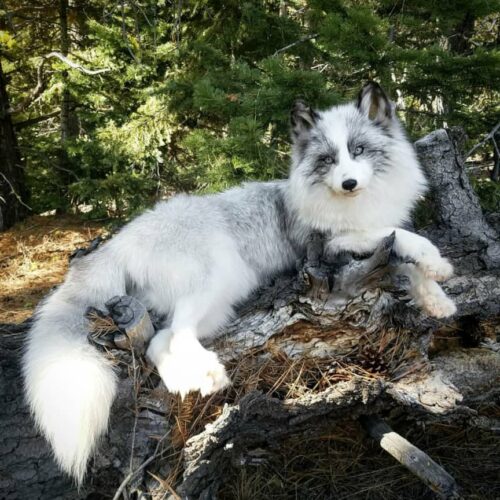 WhatsApp Image 2026-06-05 at 4.48.31 PM Arctic Fox Taxidermy Mount – Lying Pose on Log