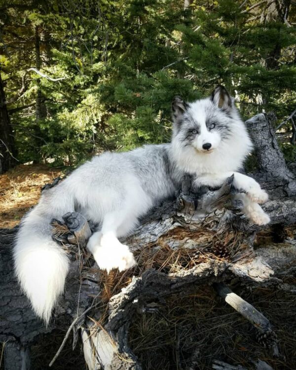 Arctic Fox Taxidermy Mount – Lying Pose on Log
