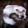 WhatsApp Image 2026-06-05 at 4.48.32 PM (1) Arctic Fox Taxidermy Mount – Resting Pose with Paw Up