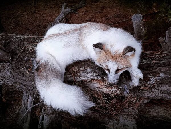 WhatsApp Image 2026-06-05 at 4.48.32 PM (1) Arctic Fox Taxidermy Mount – Resting Pose with Paw Up