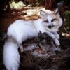 WhatsApp Image 2026-06-05 at 4.48.33 PM (1) Arctic Fox Taxidermy Mount – Resting Pose with Paw Up