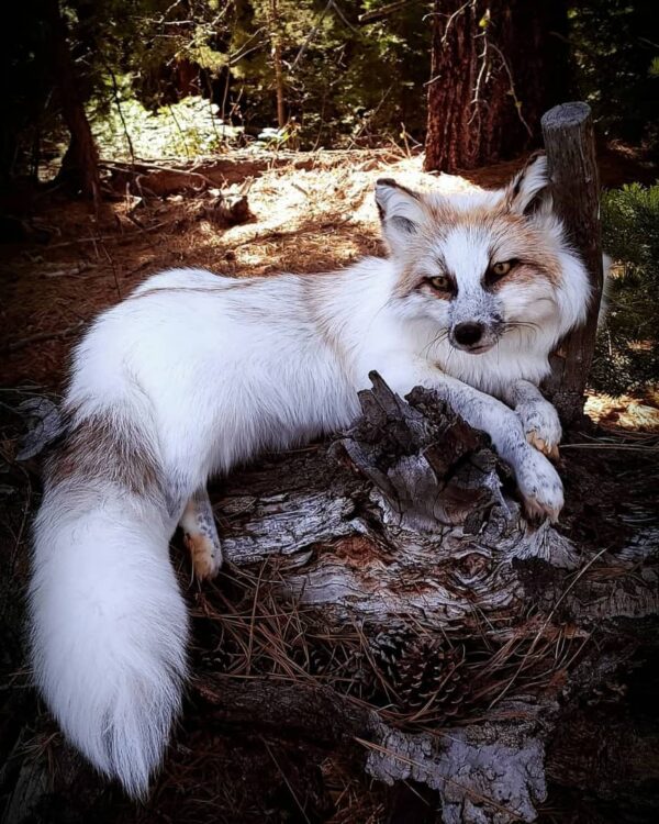 WhatsApp Image 2026-06-05 at 4.48.33 PM (1) Arctic Fox Taxidermy Mount – Resting Pose with Paw Up