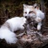 WhatsApp Image 2026-06-05 at 4.48.33 PM Arctic Fox Taxidermy Mount – Resting Pose with Paw Up