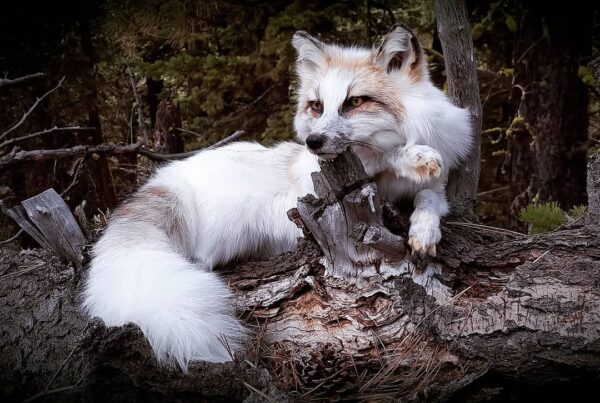 WhatsApp Image 2026-06-05 at 4.48.33 PM Arctic Fox Taxidermy Mount – Resting Pose with Paw Up