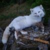 WhatsApp Image 2026-06-05 at 4.48.34 PM (1) White Arctic Fox Taxidermy Mount – Relaxed Pose on Log