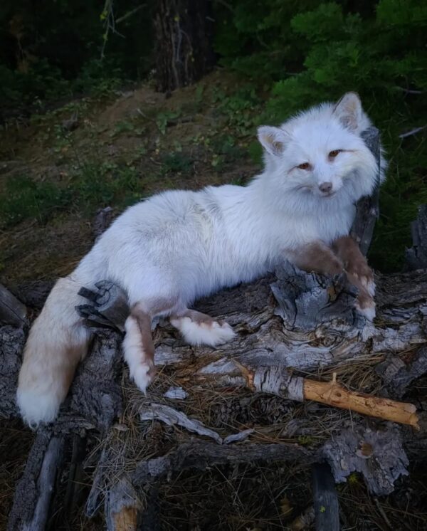 WhatsApp Image 2026-06-05 at 4.48.34 PM (1) White Arctic Fox Taxidermy Mount – Relaxed Pose on Log