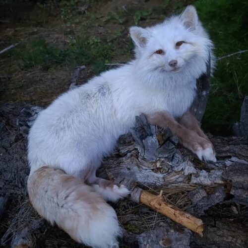 WhatsApp Image 2026-06-05 at 4.48.34 PM White Arctic Fox Taxidermy Mount – Relaxed Pose on Log