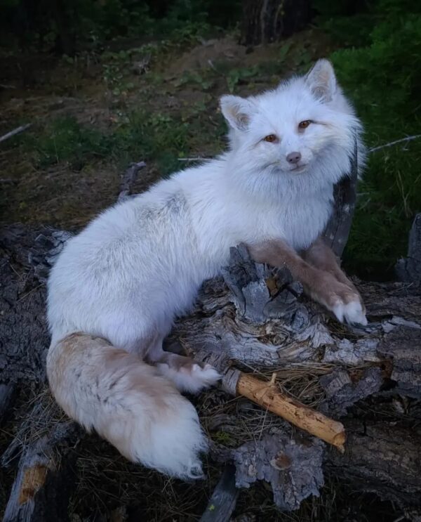 WhatsApp Image 2026-06-05 at 4.48.34 PM White Arctic Fox Taxidermy Mount – Relaxed Pose on Log