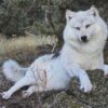 White Arctic Wolf Taxidermy Mount – Lying Pose on Rock