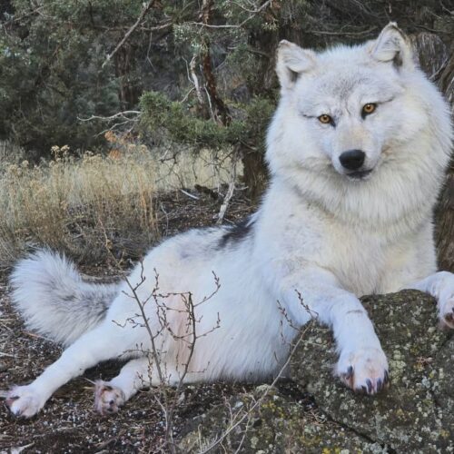 White Arctic Wolf Taxidermy Mount – Lying Pose on Rock