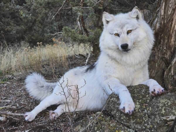 White Arctic Wolf Taxidermy Mount – Lying Pose on Rock