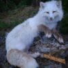 WhatsApp Image 2026-06-05 at 4.48.35 PM White Arctic Fox Taxidermy Mount – Relaxed Pose on Log