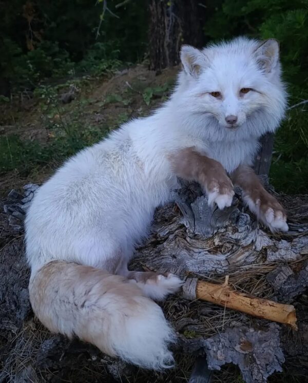 WhatsApp Image 2026-06-05 at 4.48.35 PM White Arctic Fox Taxidermy Mount – Relaxed Pose on Log