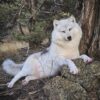 White Arctic Wolf Taxidermy Mount – Lying Pose on Rock