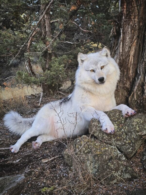 White Arctic Wolf Taxidermy Mount – Lying Pose on Rock