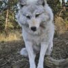 White Arctic Wolf Taxidermy Mount – Lying Pose on Rock
