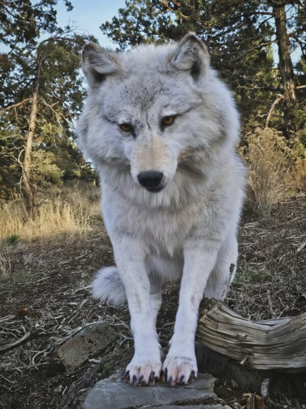 White Arctic Wolf Taxidermy Mount – Lying Pose on Rock