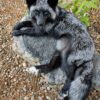 WhatsApp Image 2026-06-05 at 4.48.37 PM (1) Silver Fox Taxidermy Mount – Lying on Rock