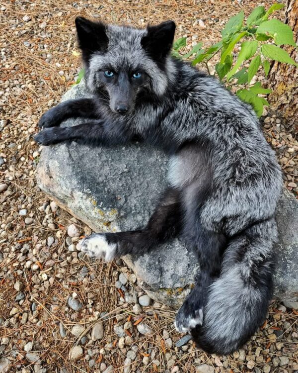 WhatsApp Image 2026-06-05 at 4.48.37 PM (1) Silver Fox Taxidermy Mount – Lying on Rock