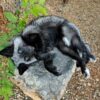 WhatsApp Image 2026-06-05 at 4.48.37 PM Silver Fox Taxidermy Mount – Lying on Rock