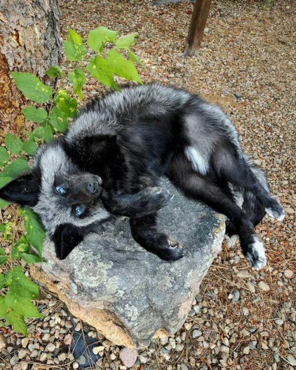 WhatsApp Image 2026-06-05 at 4.48.37 PM Silver Fox Taxidermy Mount – Lying on Rock