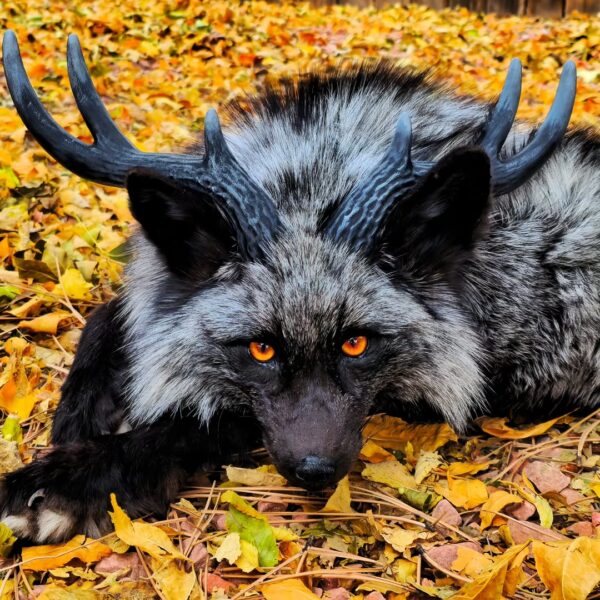 Silver Fox with Antlers Taxidermy Mount – Fantasy Pose in Leaves