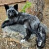 WhatsApp Image 2026-06-05 at 4.48.38 PM Silver Fox Taxidermy Mount – Lying on Rock
