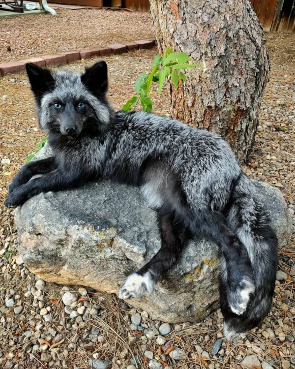 WhatsApp Image 2026-06-05 at 4.48.38 PM Silver Fox Taxidermy Mount – Lying on Rock