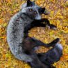 Silver Fox with Antlers Taxidermy Mount – Fantasy Pose in Leaves
