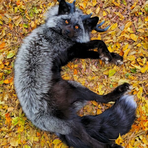 Silver Fox with Antlers Taxidermy Mount – Fantasy Pose in Leaves