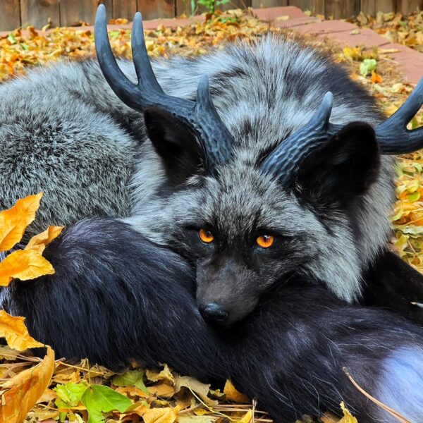 Silver Fox with Antlers Taxidermy Mount – Fantasy Pose in Leaves