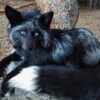 WhatsApp Image 2026-06-05 at 4.48.41 PM (1) Black Silver Fox Taxidermy Mount – Lying on Rock3