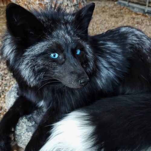 WhatsApp Image 2026-06-05 at 4.48.41 PM Black Silver Fox Taxidermy Mount – Lying on Rock3