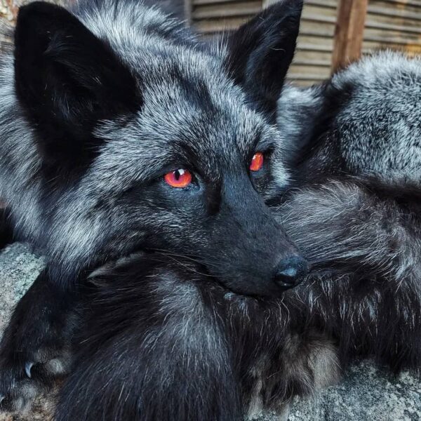 Silver Fox Taxidermy Mount – Resting with Red Eyes