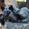 Silver Fox Taxidermy Mount – Resting with Red Eyes