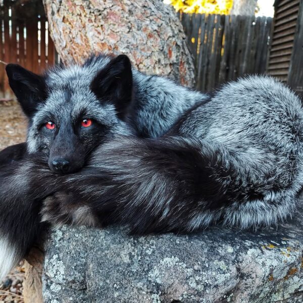 Silver Fox Taxidermy Mount – Resting with Red Eyes