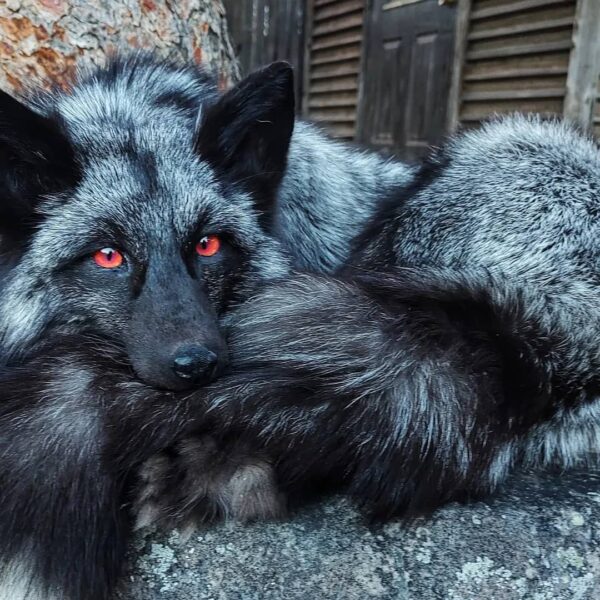 Silver Fox Taxidermy Mount – Resting with Red Eyes