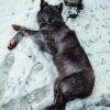 Gray Wolf Taxidermy Mount – Lying on Back in Snow