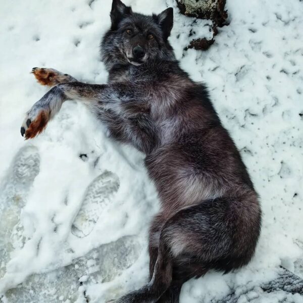 Gray Wolf Taxidermy Mount – Lying on Back in Snow