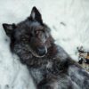 Gray Wolf Taxidermy Mount – Lying on Back in Snow
