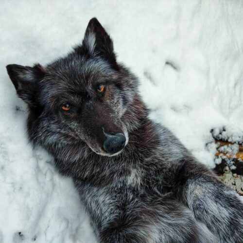 Gray Wolf Taxidermy Mount – Lying on Back in Snow