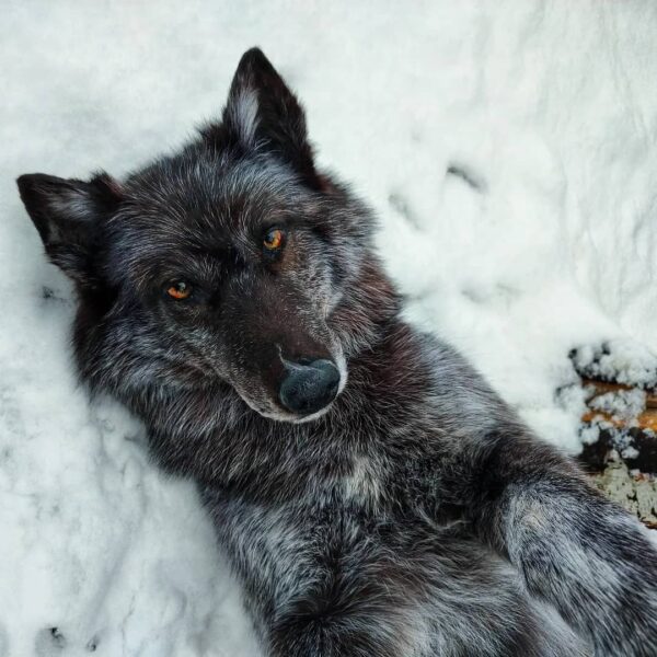 Gray Wolf Taxidermy Mount – Lying on Back in Snow