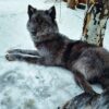Gray Wolf Taxidermy Mount – Lying on Back in Snow