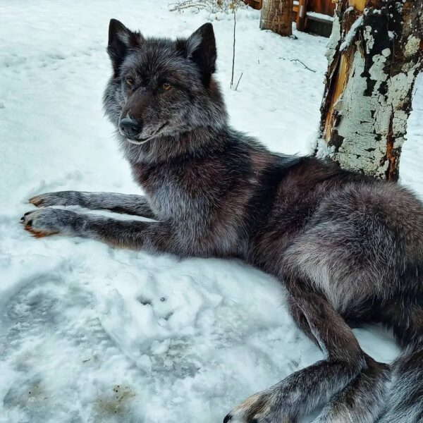 Gray Wolf Taxidermy Mount – Lying on Back in Snow